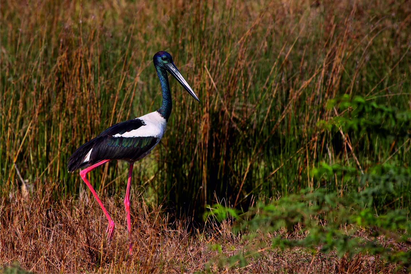 KHIJADIYA-BIRD-SANCTUARY
